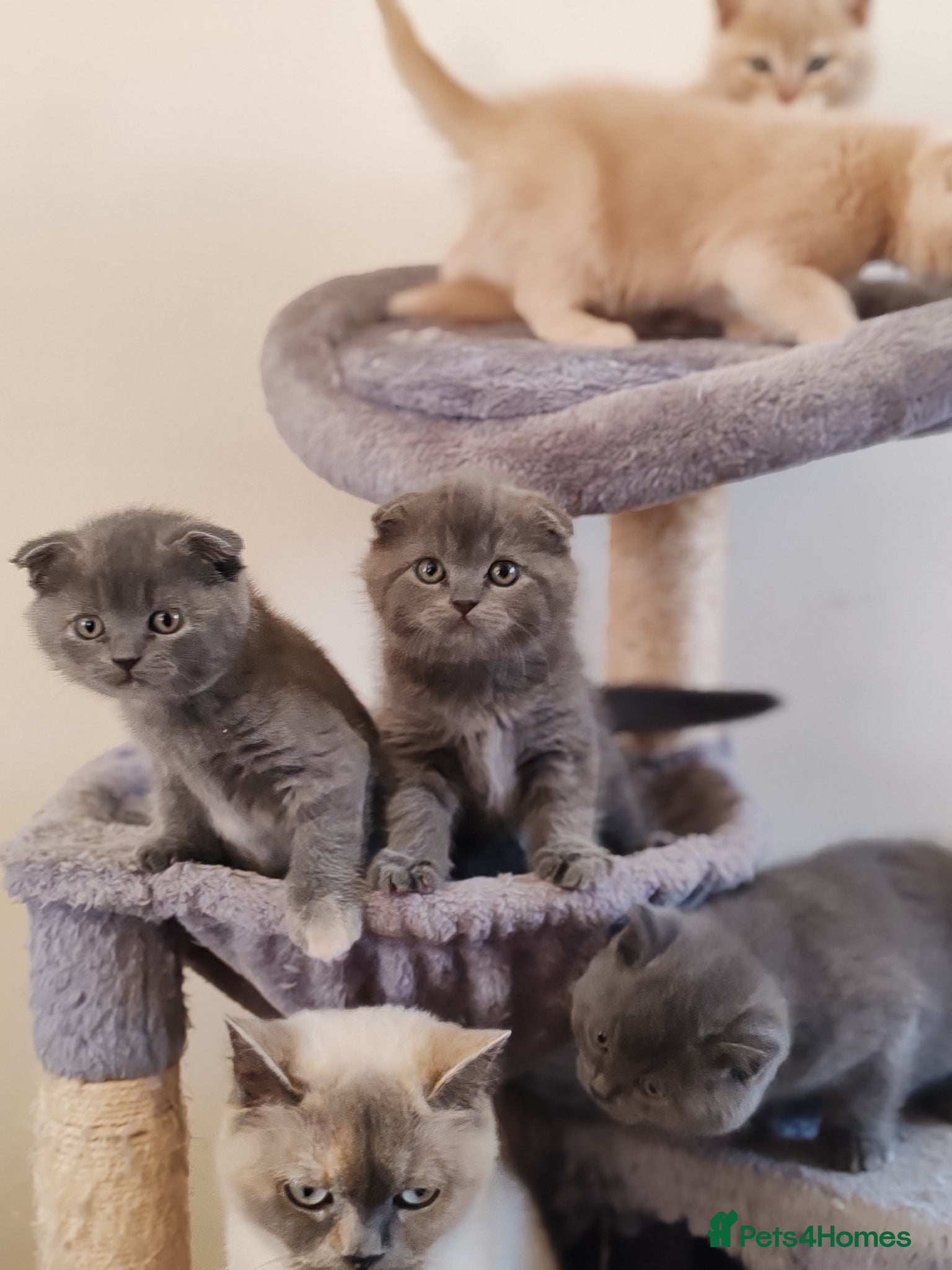 Scottish Fold cats Last 2 😺 Scottish fold x BSH left.  - Advert 1