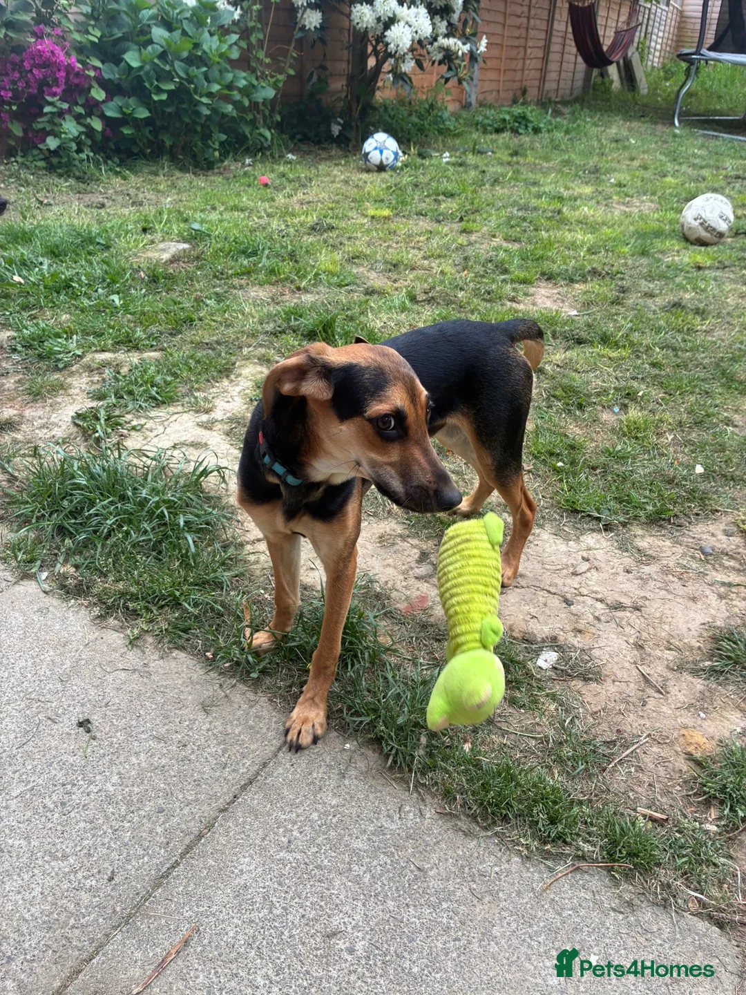 Mixed Breed dogs for adoption: Oreo 6 month old hound cross  in Crawley - Advert 2
