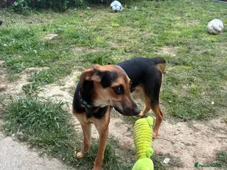 Mixed Breed dogs Oreo 6 month old hound cross - Advert 3