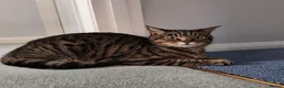 Domestic Shorthair cats for sale: 🐱 Milo is Looking for His Forever Home 🐱 - Advert 7