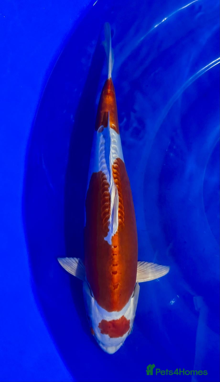 Koi Carp fish Kikusui Nisai Koi  - Advert 1