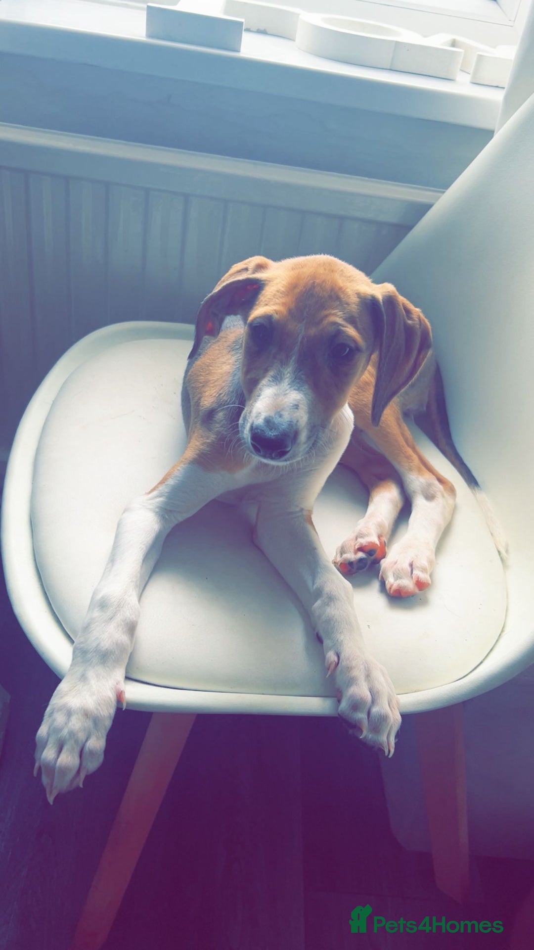 Mixed Breed dogs for sale: Saluki greyhound  - Image 4