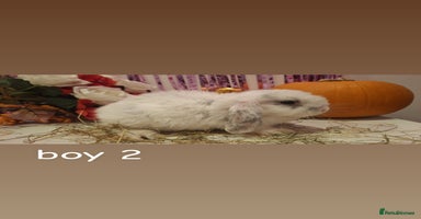 Mini Lop rabbits - Advert 6