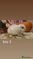 Mini Lop rabbits - Advert 3