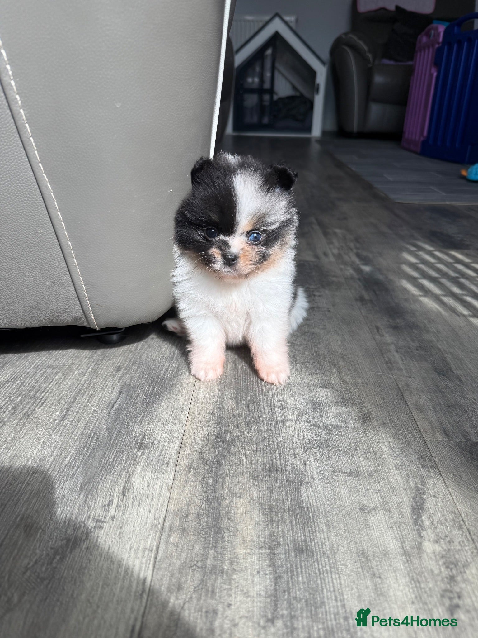 Pomeranian dogs Unique Parti tan Merle blue eye 💎 - Advert 7