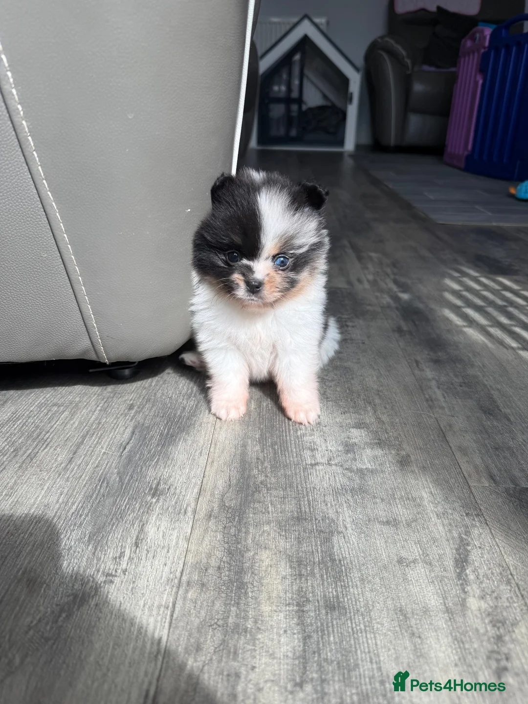 Pomeranian dogs for sale: Unique Parti tan Merle blue eye 💎 - Advert 1