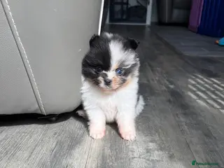 Pomeranian dogs Unique Parti tan Merle blue eye 💎 - Advert 7