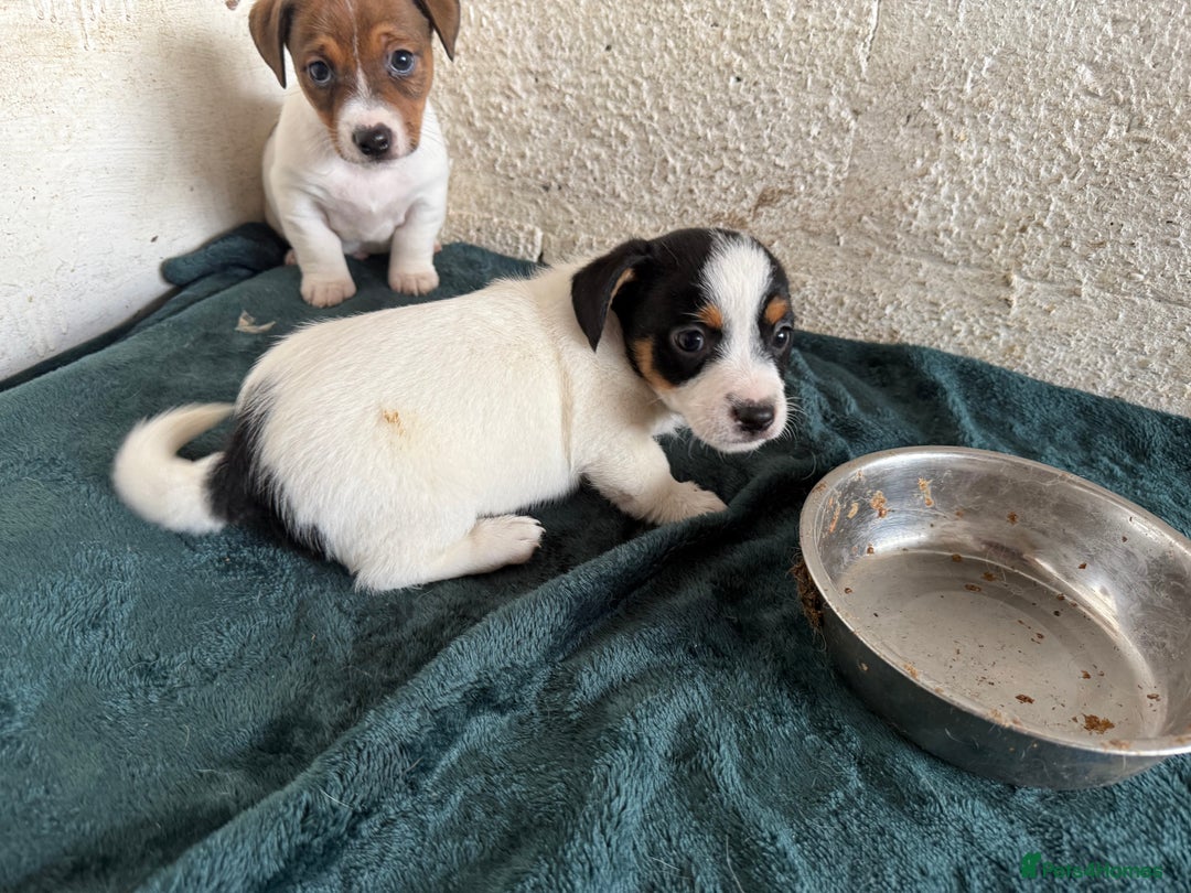 Jack Russell dogs for sale:  Jack Russell puppies ready now  - Image 5