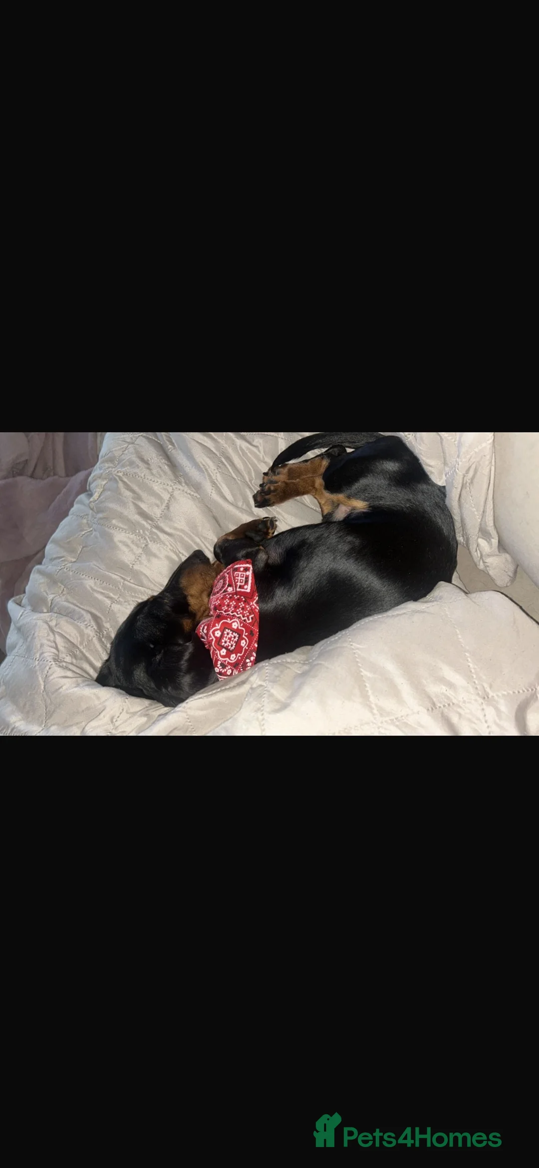 Miniature Dachshund dogs for stud: Black and Tan smooth haired miniature dachshund - Advert 2