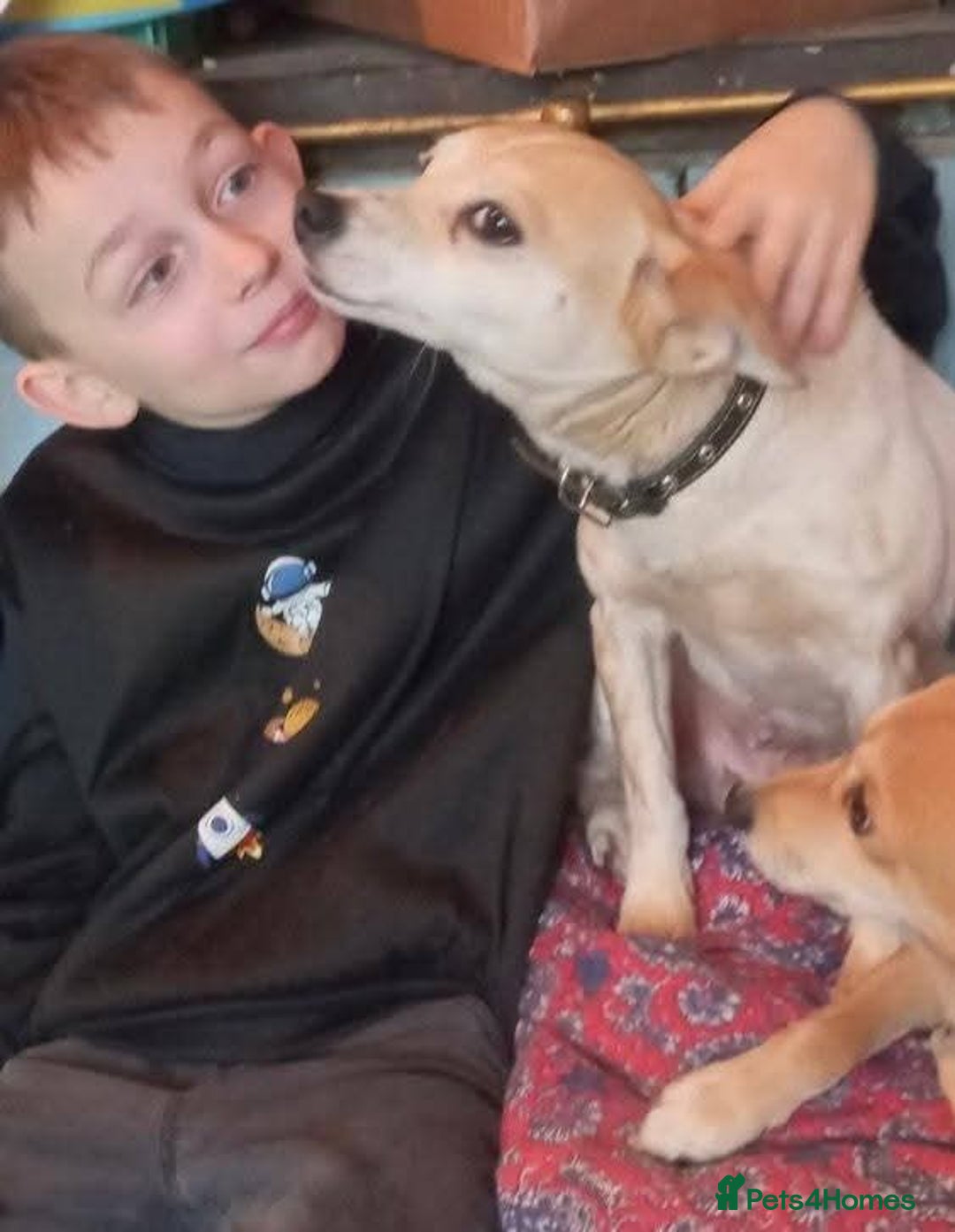 Mixed Breed dogs for adoption: 💖🐶 JULIET 🐶💖 - Image 16
