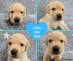 Labrador Retriever dogs 💙Final Labrador Pup available💙 - Advert 5