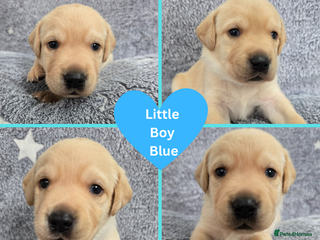 Labrador Retriever dogs - Advert 1