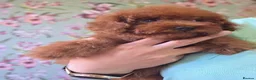 Toy Poodle dogs for sale: Asian toy poodle  - Advert 17