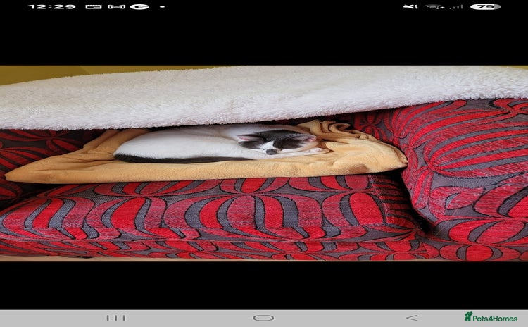 British Shorthair cats Lacey Female cat - Advert 2