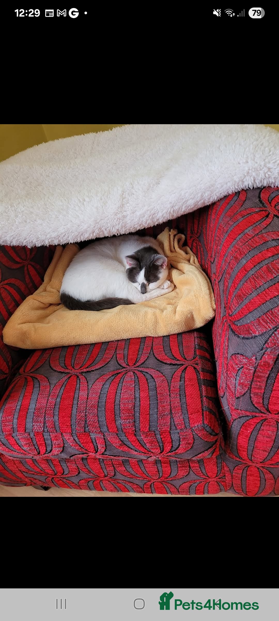 British Shorthair cats for sale: Lacey Female cat - Advert 1