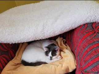 British Shorthair cats Lacey Female cat - Advert 1