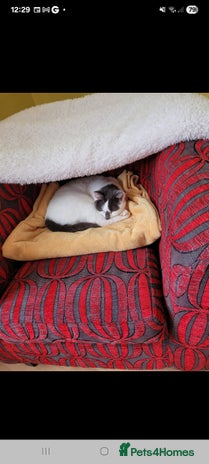 British Shorthair cats Lacey Female cat - Advert 1