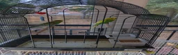 Budgerigars birds for sale: Budgies  in Kidderminster - Advert 5