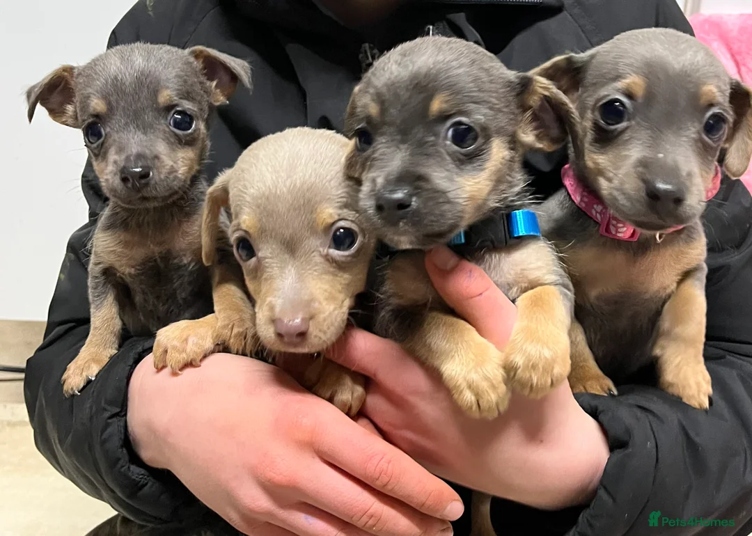 Jack Russell dogs for sale: Jack Russell puppies !!! - Advert 3