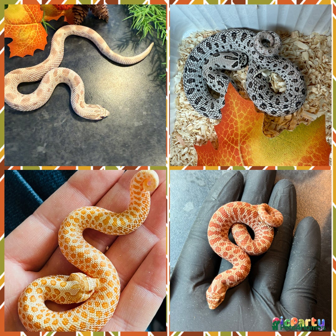 Snake reptiles for sale: Cb25 Hognose snakes AMAZING  - Image 12