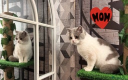 British Shorthair cats for sale: Pure British shorthair Champion line 😻🥇🏆 - Advert 11