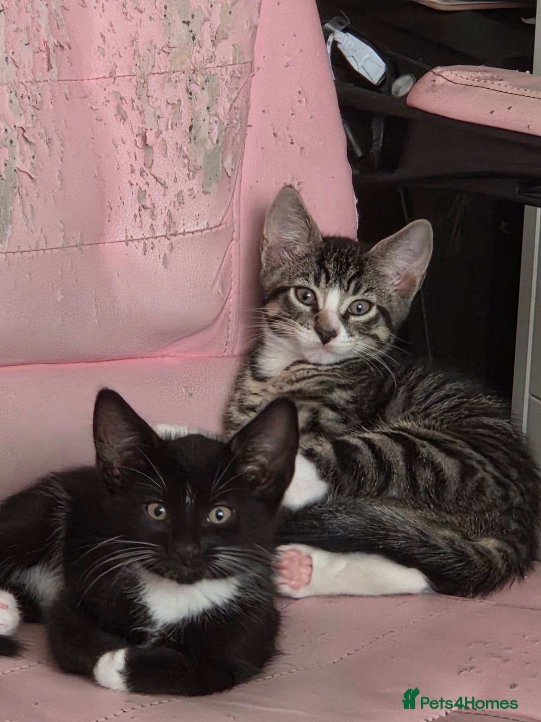 European cats for sale: 6 Kittens ready to find their new homes!! - Image 7