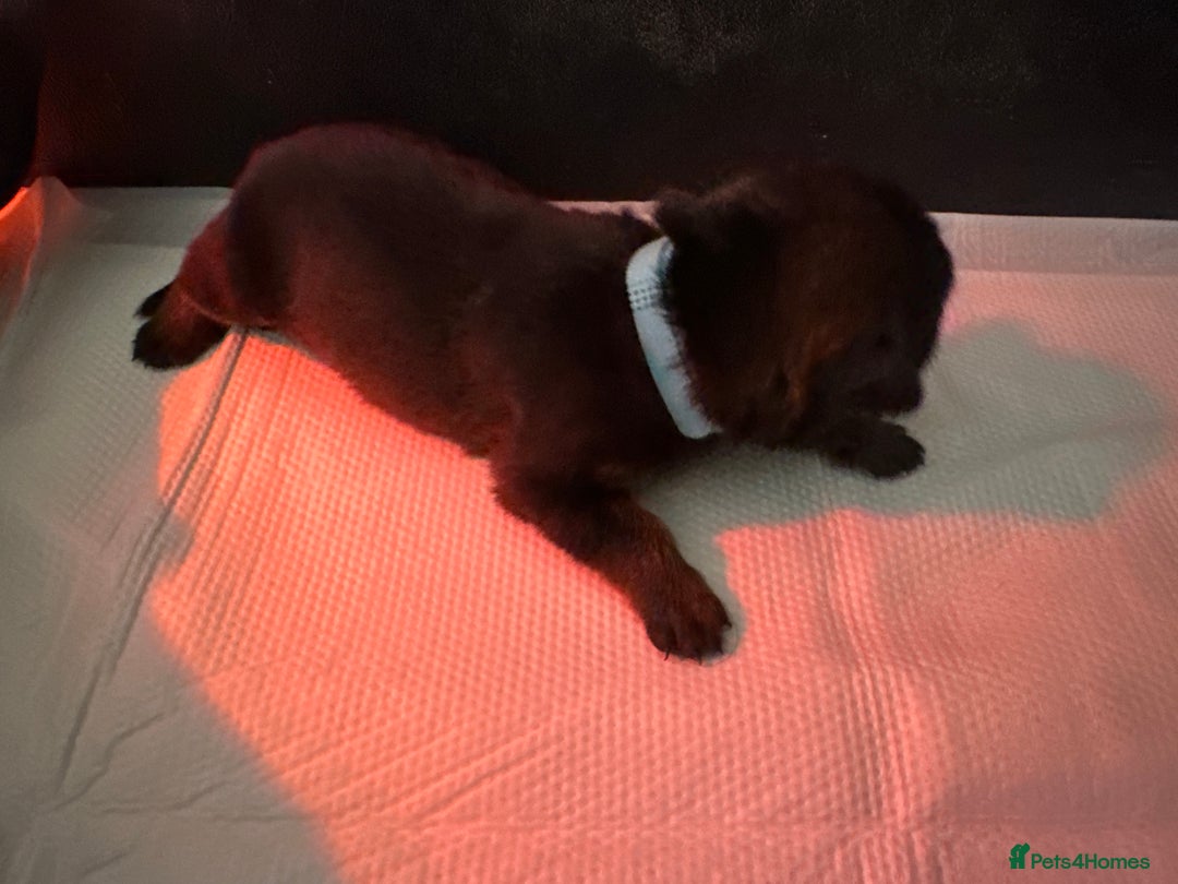 Mixed Breed dogs for sale: Shepweiller Puppies (8/10/25) - Image 11