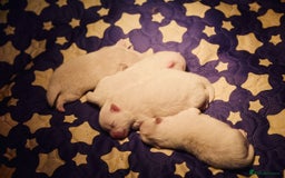 Pomeranian dogs for sale: Beautiful white teddy bear pomeranian puppies - Image 1
