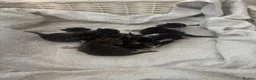 Mixed Breed cats for sale: Kittens for sale  in Milton Keynes - Advert 3