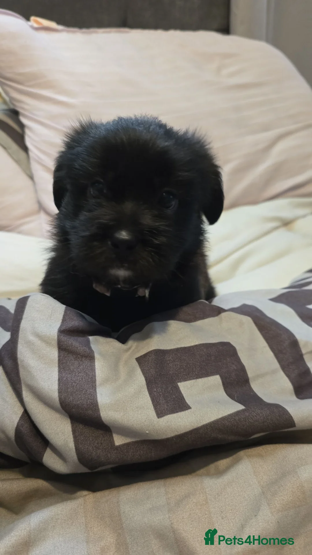 German Shepherd dogs for sale: German shepherd pup - Advert 5