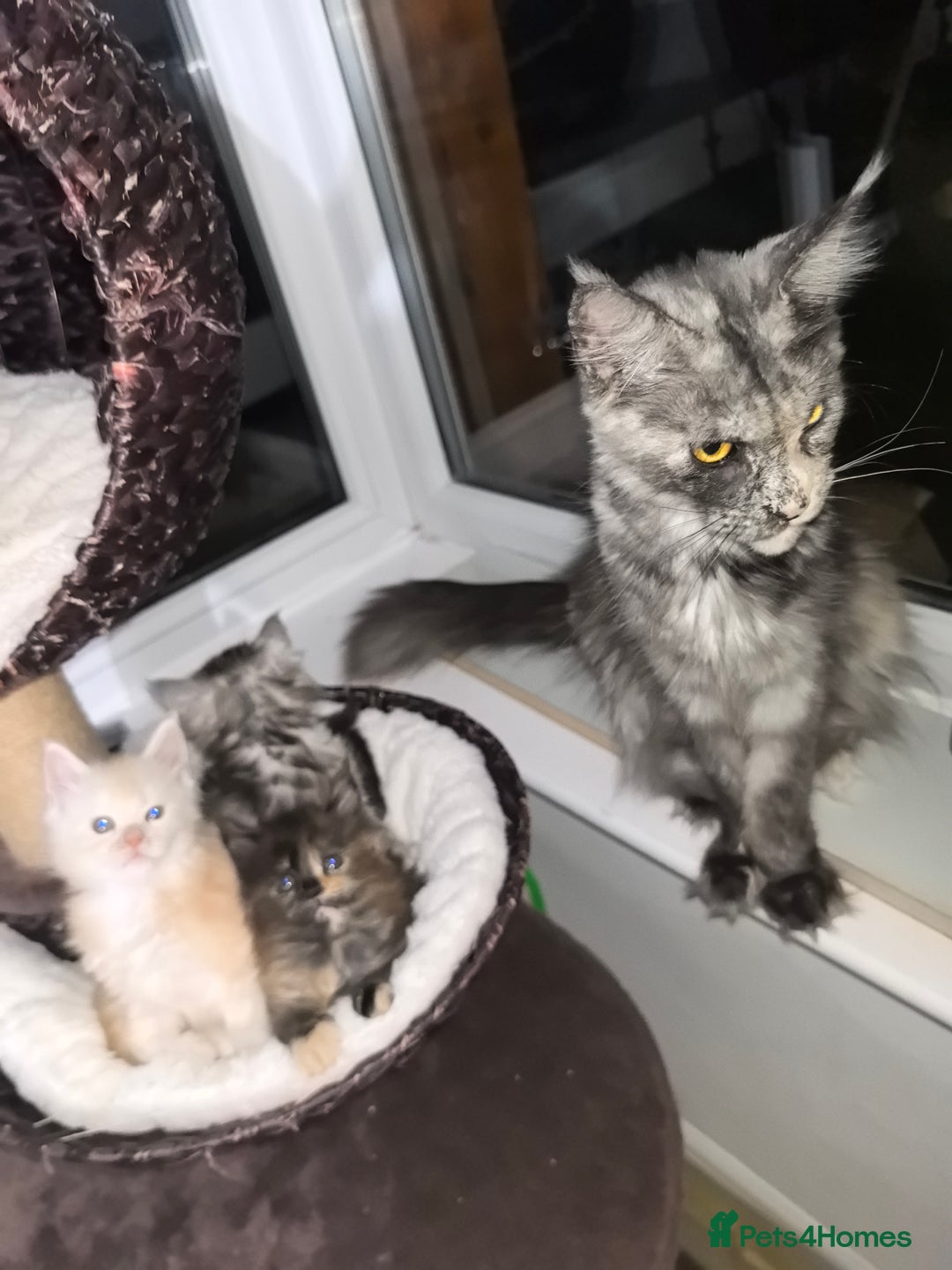 Maine Coon cats for sale: kittens Main Coon - Advert 9