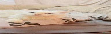 Ragdoll 1