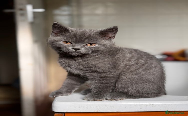 British Shorthair cats - Advert 1