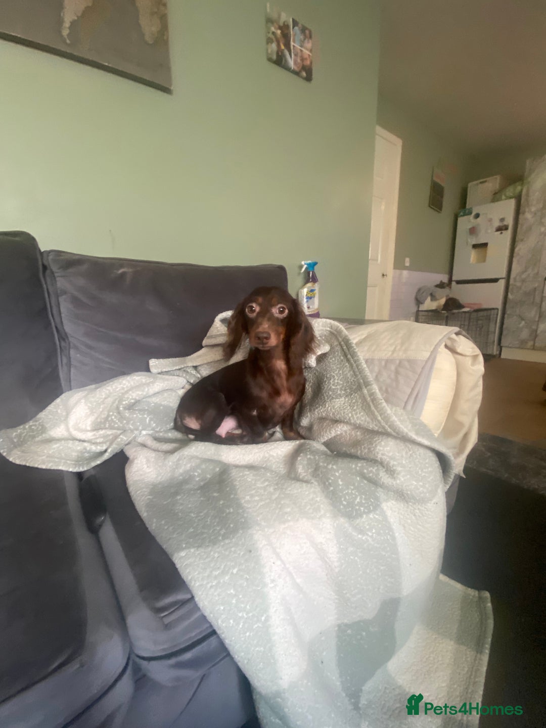 Miniature Dachshund dogs for sale: Pure mini chocolate/tan 6wk old dachshund boys  - Image 10