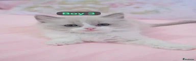 Ragdoll 1