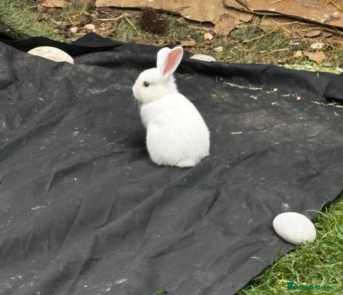 Mini Lop rabbits Mini lops bucks  - Advert 2