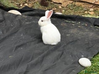 Mini Lop rabbits Mini lops bucks - Advert 1
