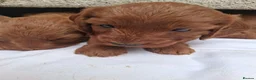 Cockapoo dogs for sale: Lady cockerpoos  - Advert 8