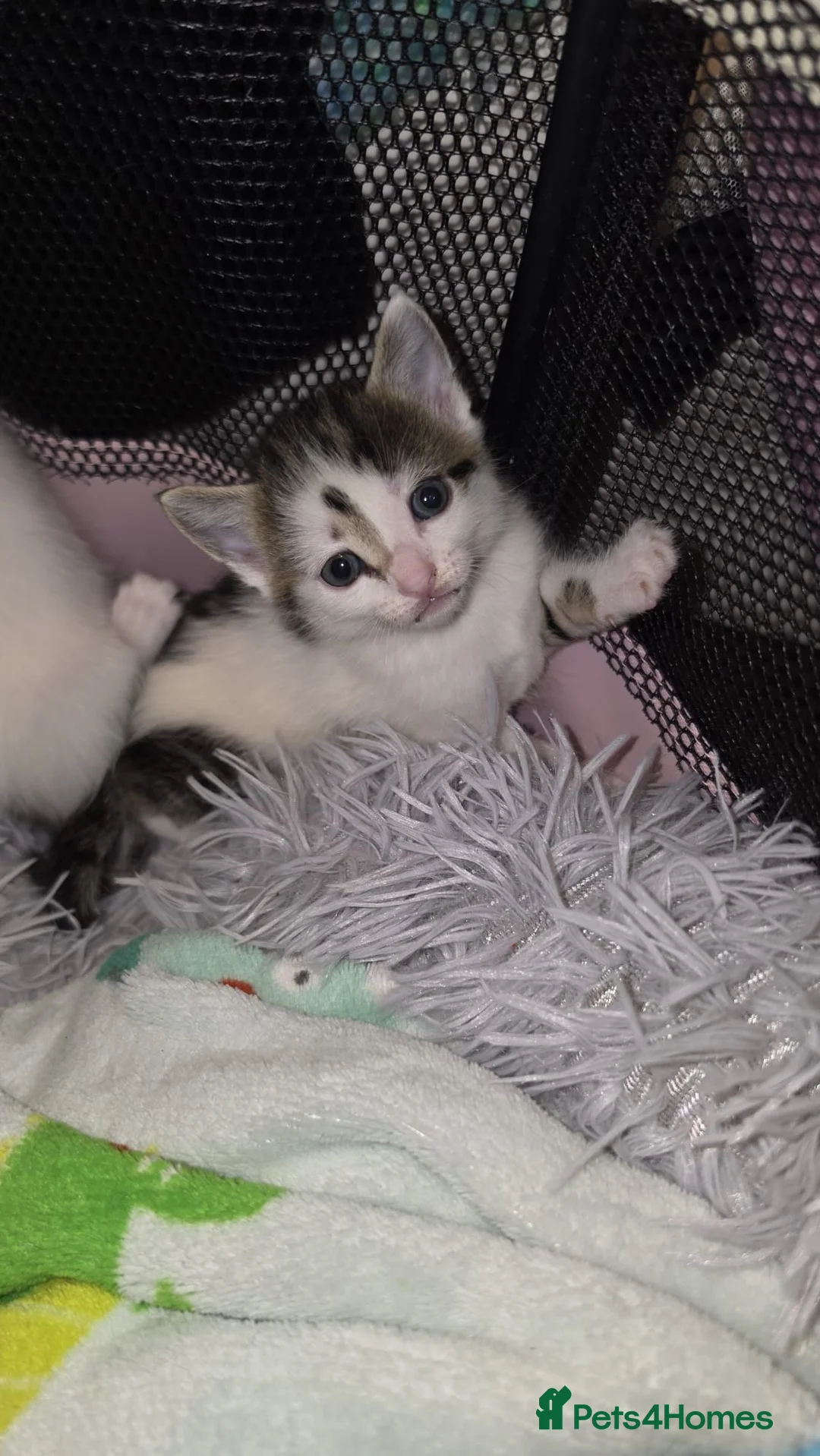 Mixed Breed cats for sale: 6 kitten. The dad of the cat is a ragdoll mix in Tamworth - Advert 7