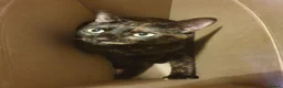 Mixed Breed cats for sale: Bella - Advert 8