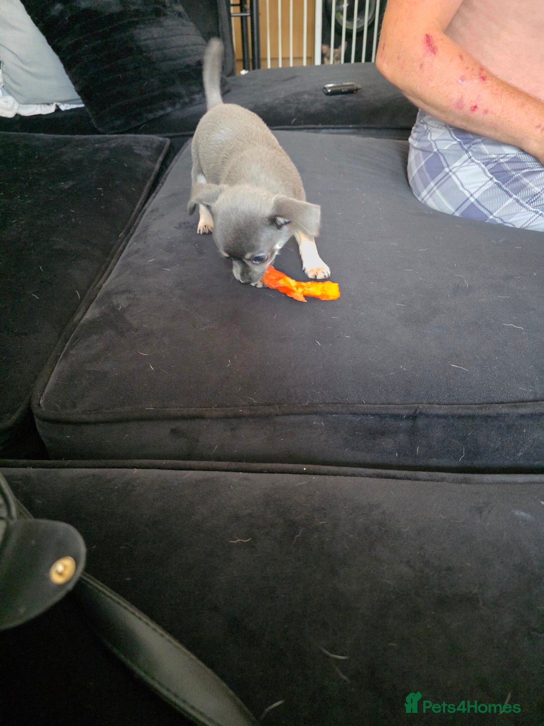 Chihuahua dogs for sale: 2 gorgeous blue & tan chihuahuas  - Image 9