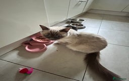 Mixed Breed cats for sale: Ragdoll x breed - Image 3