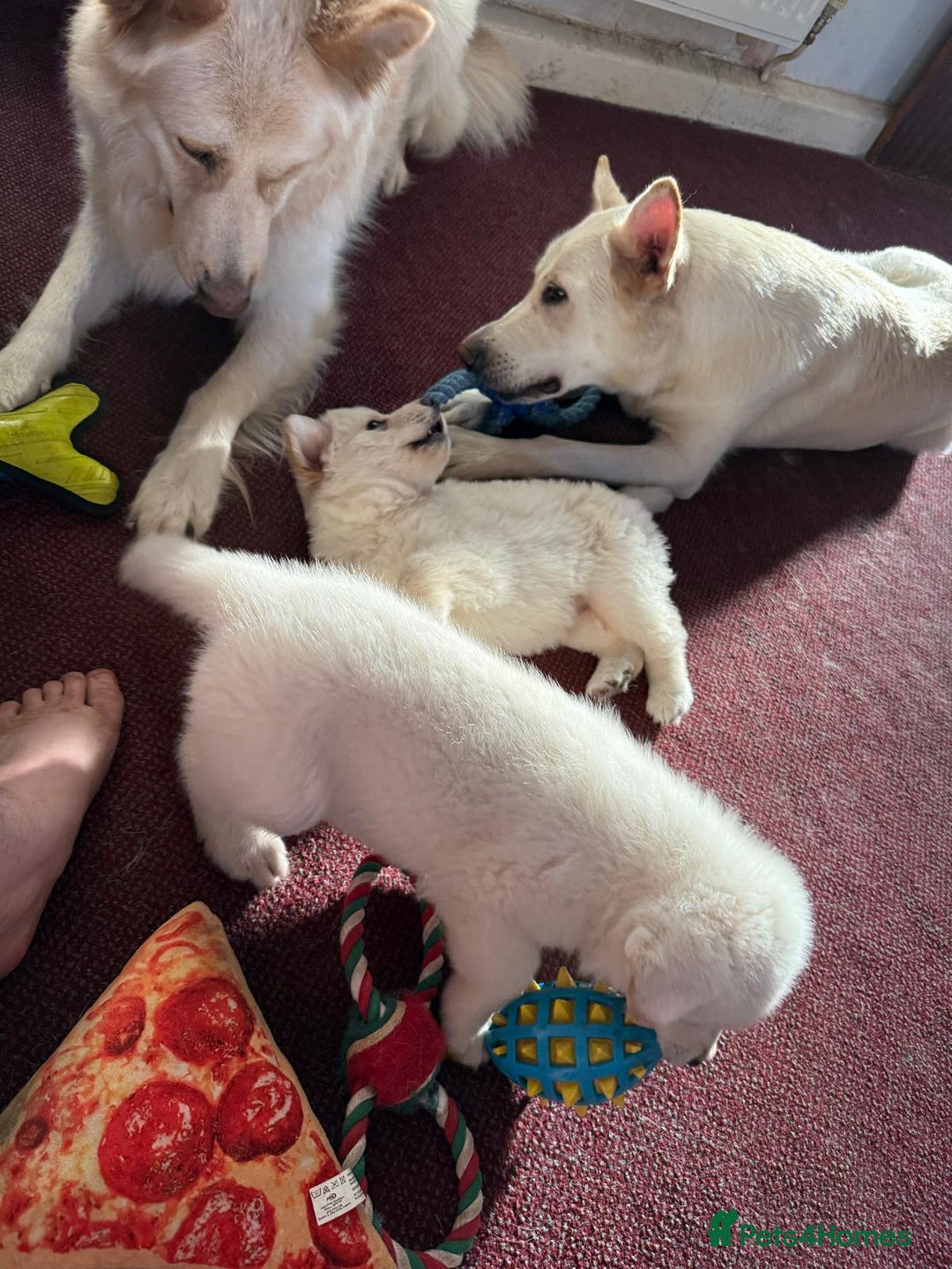 German Shepherd dogs for sale: 2 white German shepherd's  - Image 1