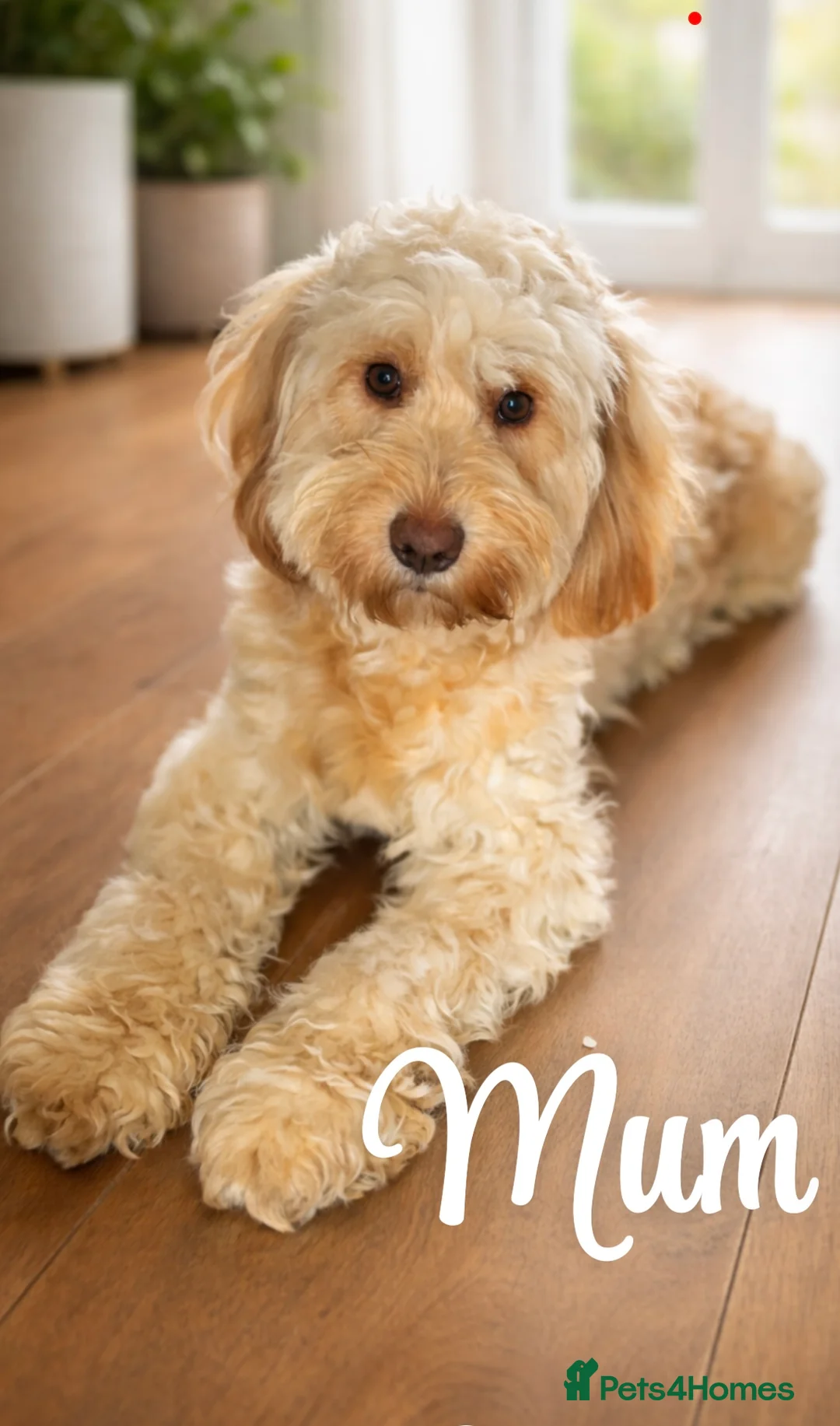 Cockapoo dogs for sale: outstanding cockapoo puppy’s last 3 remaining  in Leeds - Advert 2