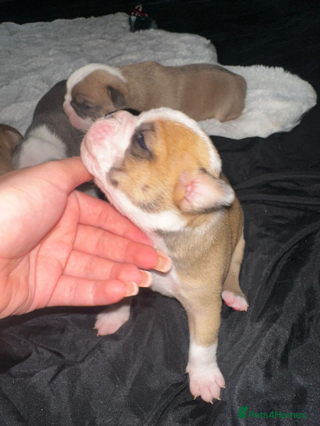 Olde English Bulldogge dogs for sale: Olde English Bulldogge Puppies  - Image 21
