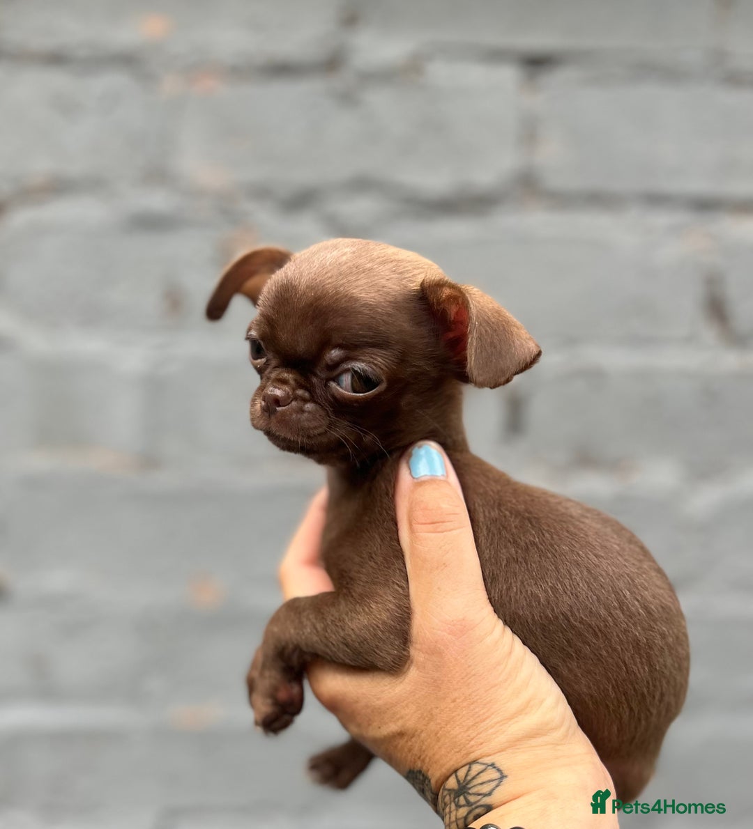 Chihuahua dogs for sale: *READY NOW* SOLID CHOCOLATE BOY - Image 7