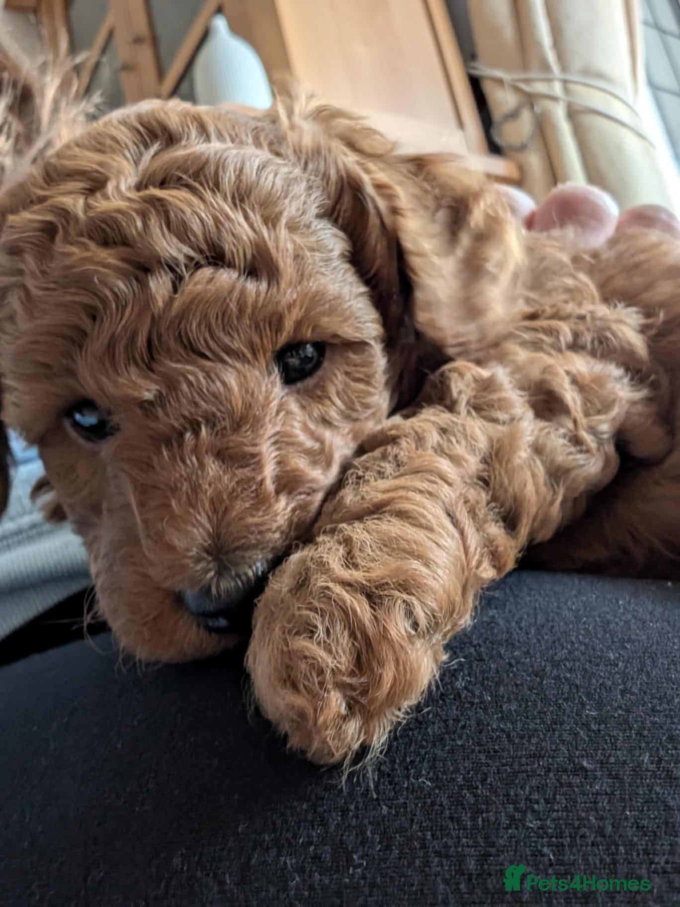 Miniature Poodle dogs Beautiful Red Pedigree Poodle Puppy Girl Available - Advert 1