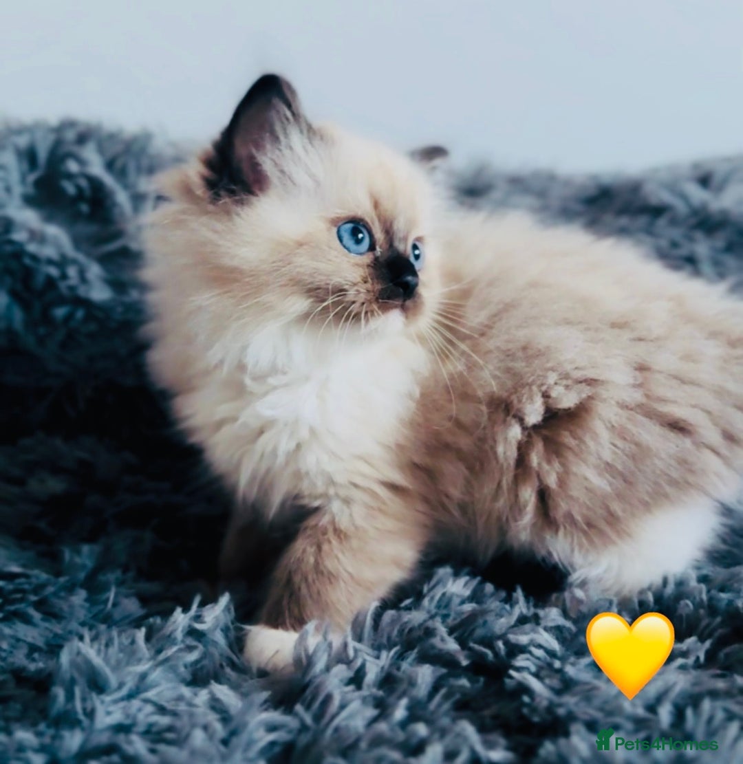 Ragdoll cats for sale: 🩷🐾Tica full Pedigree🐾EU Ragdoll 🐱🐾DNA Clear - Advert 8