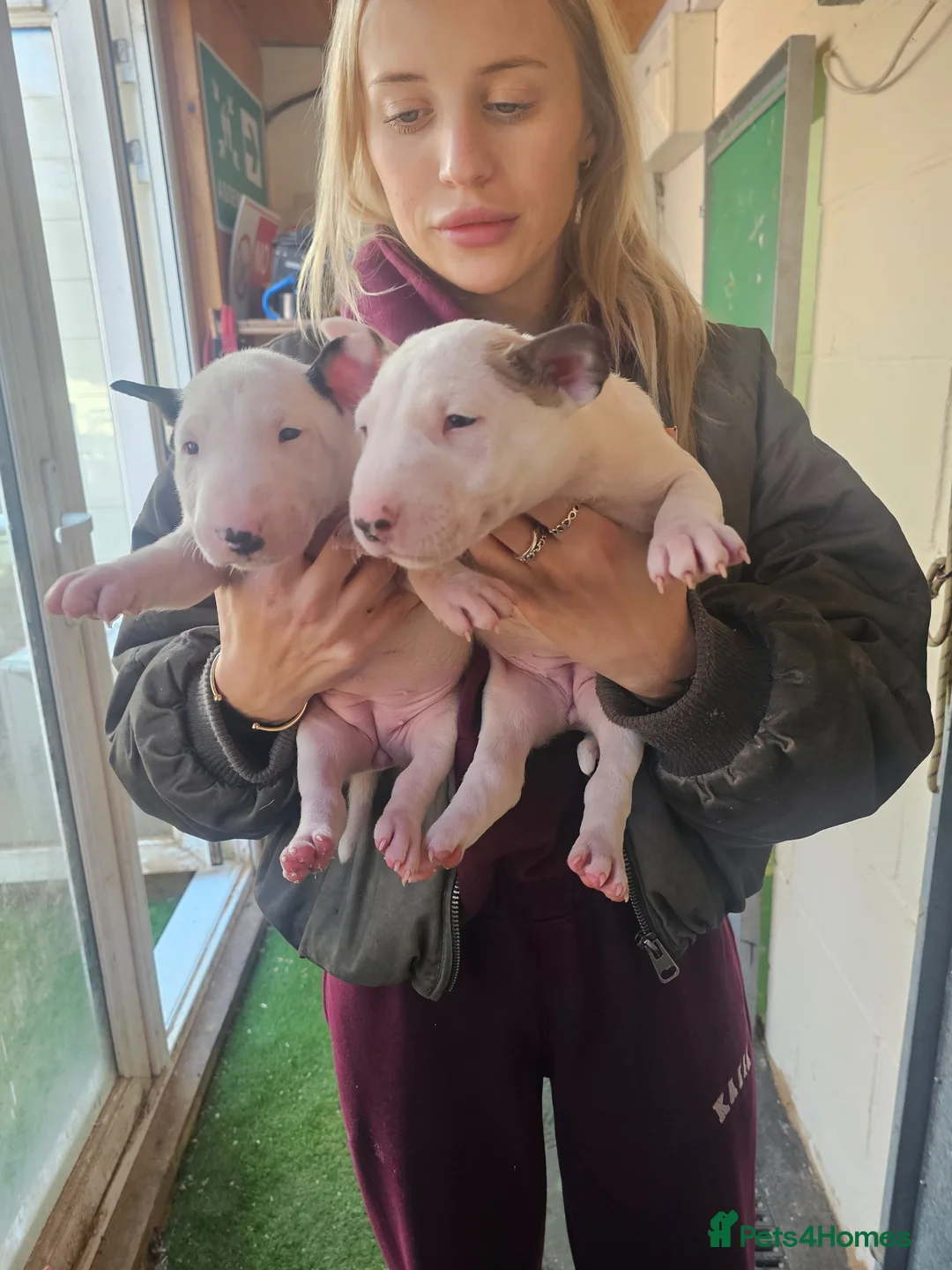 English Bull Terrier dogs for sale: Stunning English bullterrier pups for sale - Advert 2