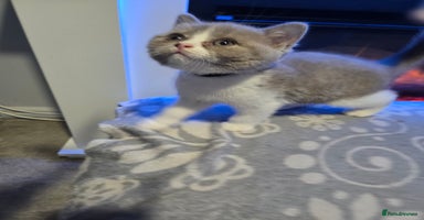 British Shorthair cats - Advert 7